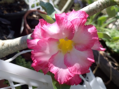 Rosas do deserto RD 🌸🌱