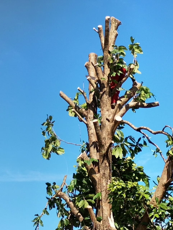 lv-jardinagemg4268.webp