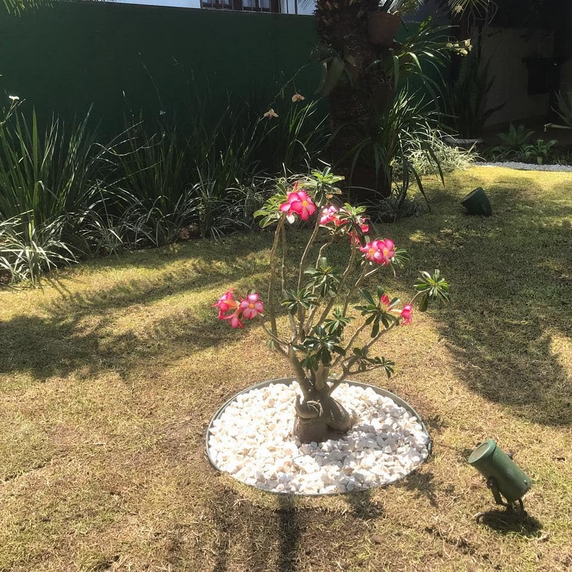 serjap-jardinagemg4577.png