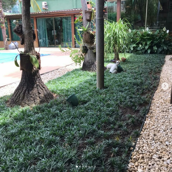 serjap-jardinagemg4582.png