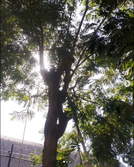 serjap-jardinagemg4604.png